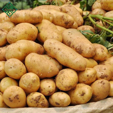 New Crop Bangladeshi Fresh Potatoes bags in 2018